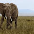 04-Kenia-Masai-Mara-6.jpg